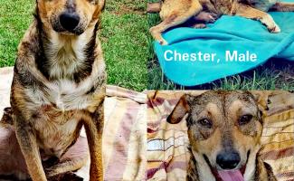 Chester the silly boy